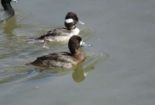 Image of Lesser Scaup