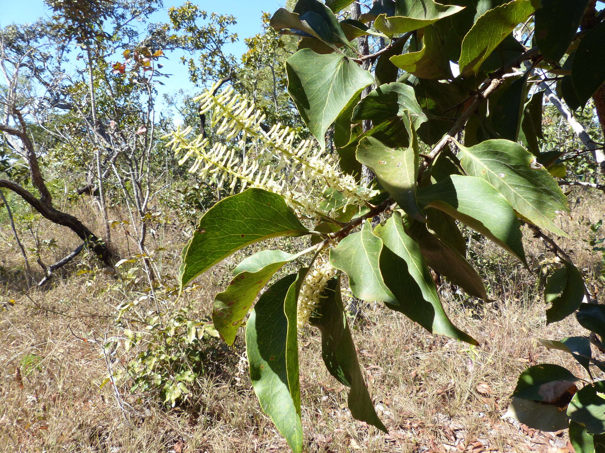 Image of Roupala montana Aubl.