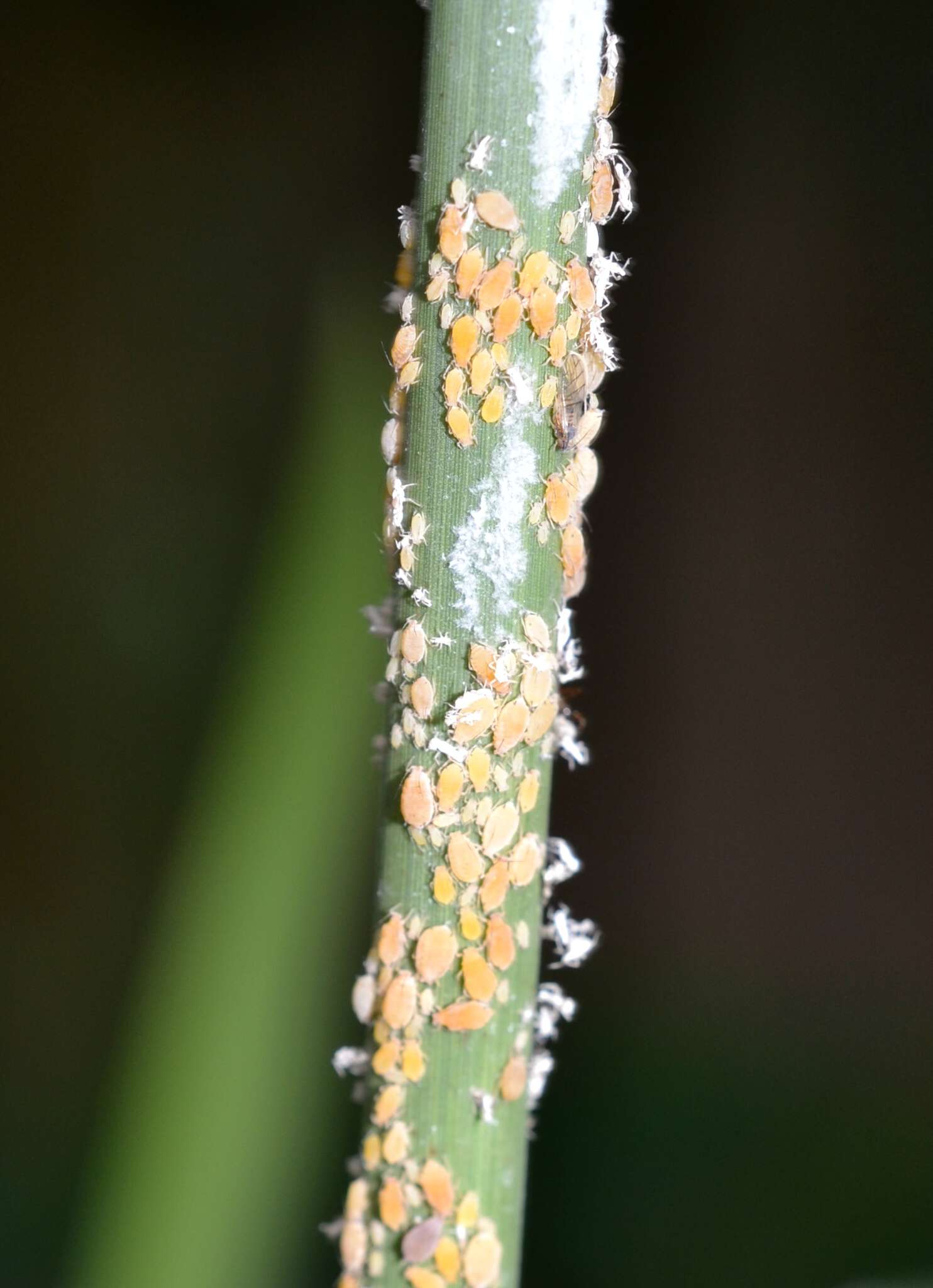 Image of Aphid