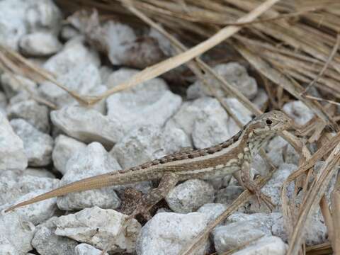 Sivun Leiocephalus personatus mentalis Cochran 1932 kuva