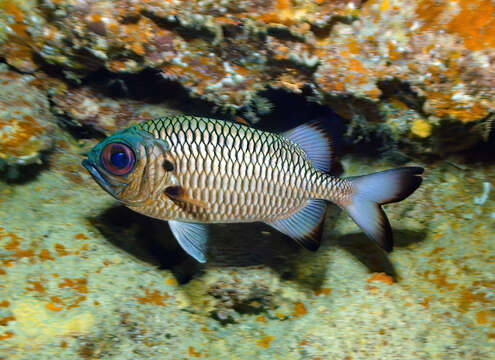 Image of Blackfin Soldierfish