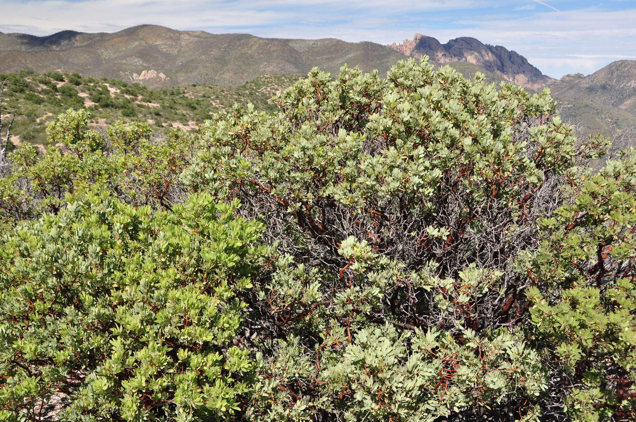 Image of Pringle manzanita