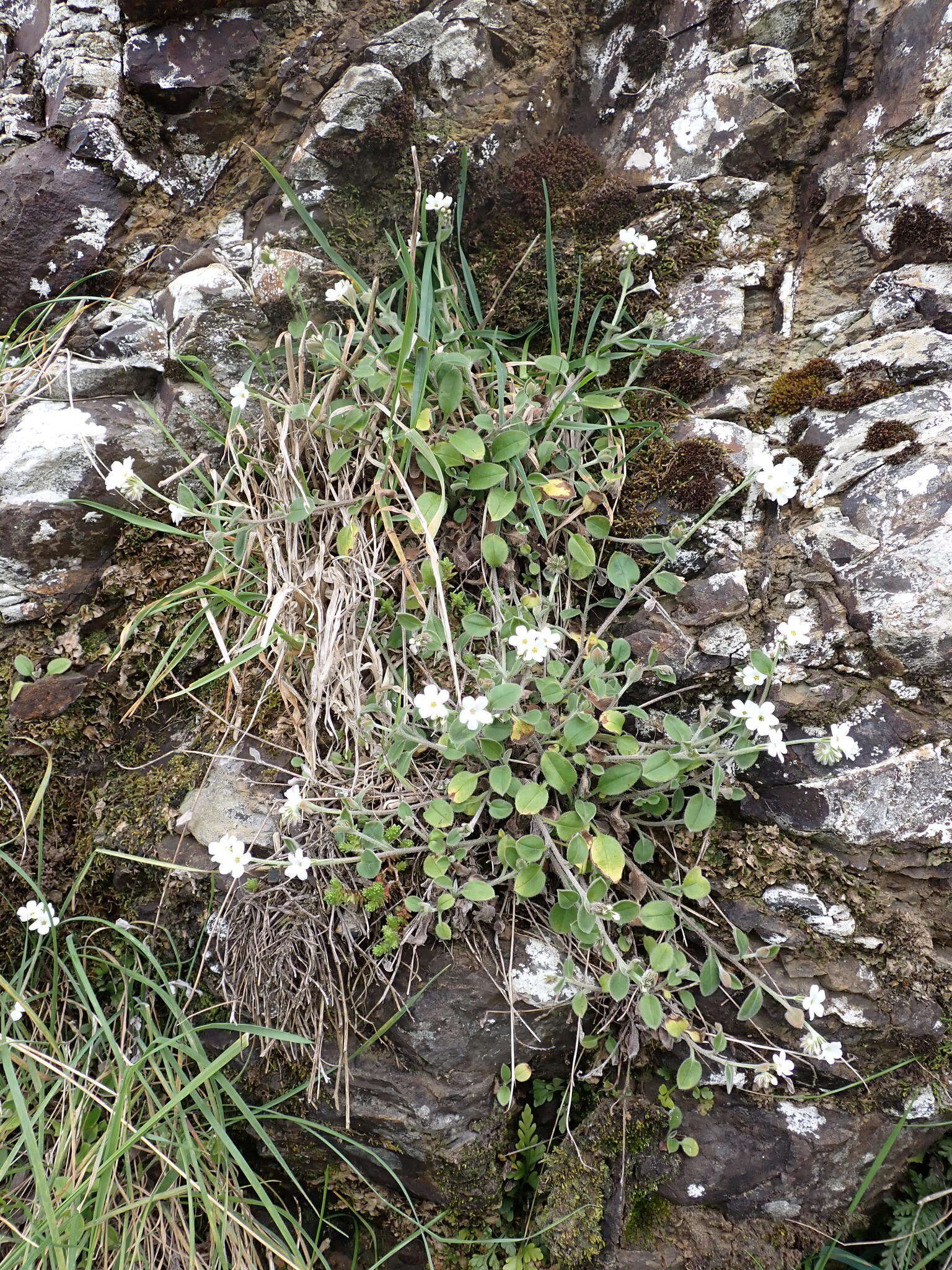 Imagem de Myosotis lytteltonensis (Laing & A. Wall) de Lange