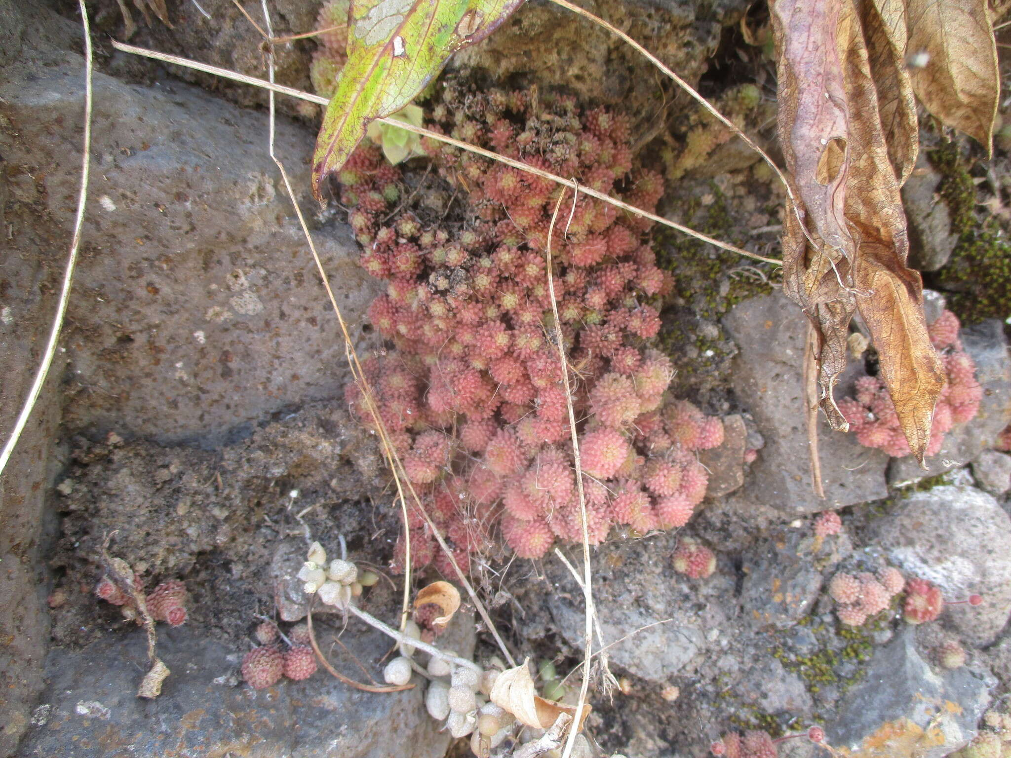 Plancia ëd Monanthes polyphylla subsp. amydros R. Nyffeler