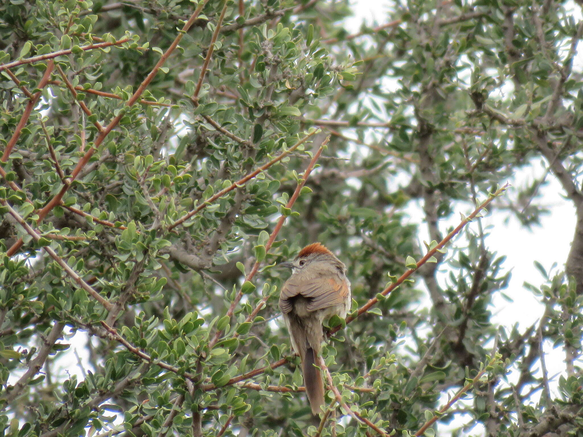 Image of Pale-breasted Spinetail