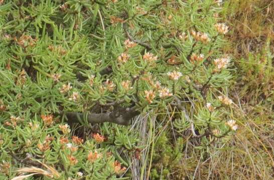 Image of Crassula sarcocaulis subsp. rupicola Tölken