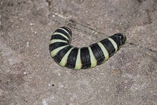 Image of Pachylia syces (Hübner (1819))