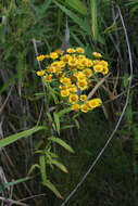 Image of Inula linariifolia Turcz.