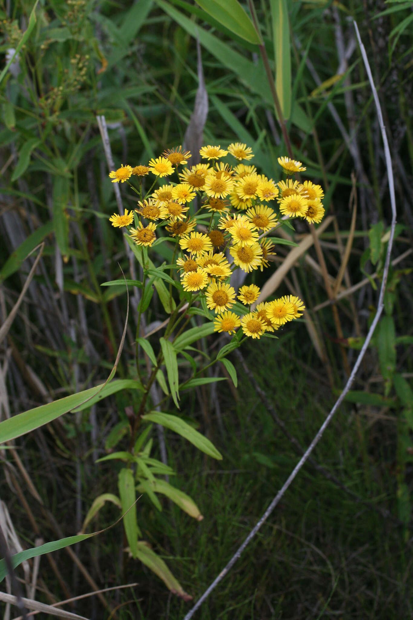 Imagem de Inula linariifolia Turcz.