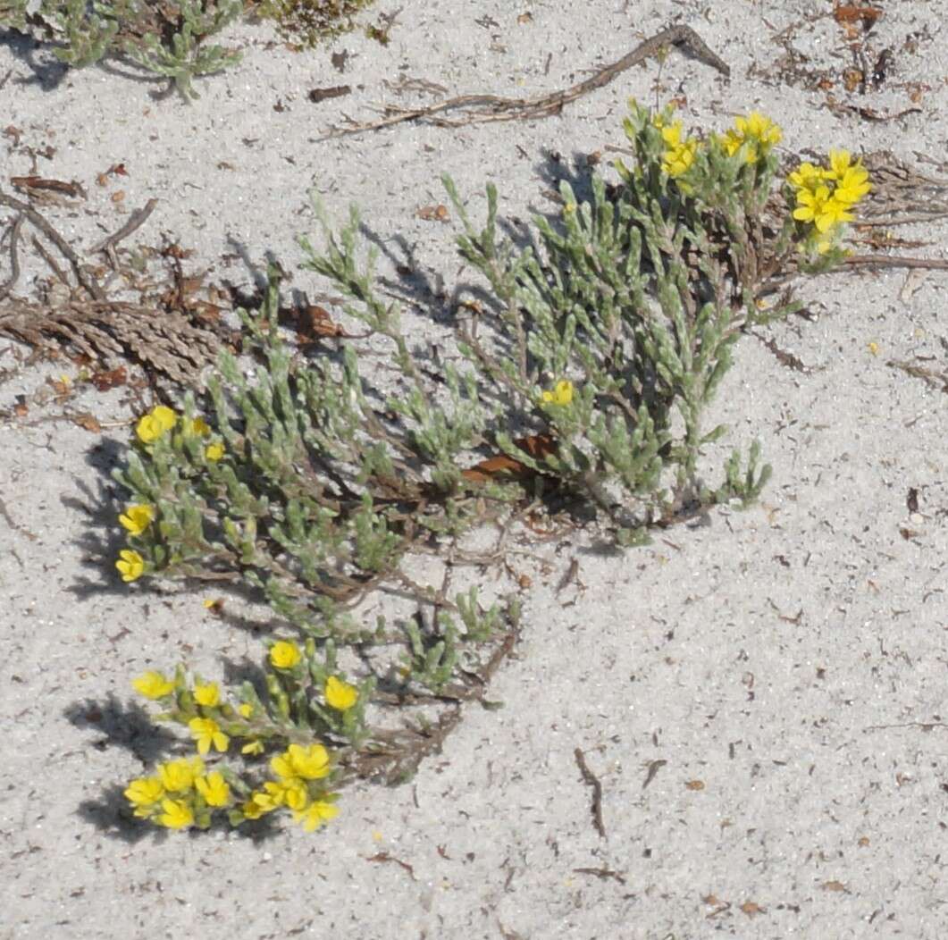 Image of woolly beachheather