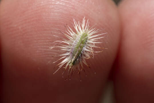 Image of Daucus involucratus Sibth. & Sm.