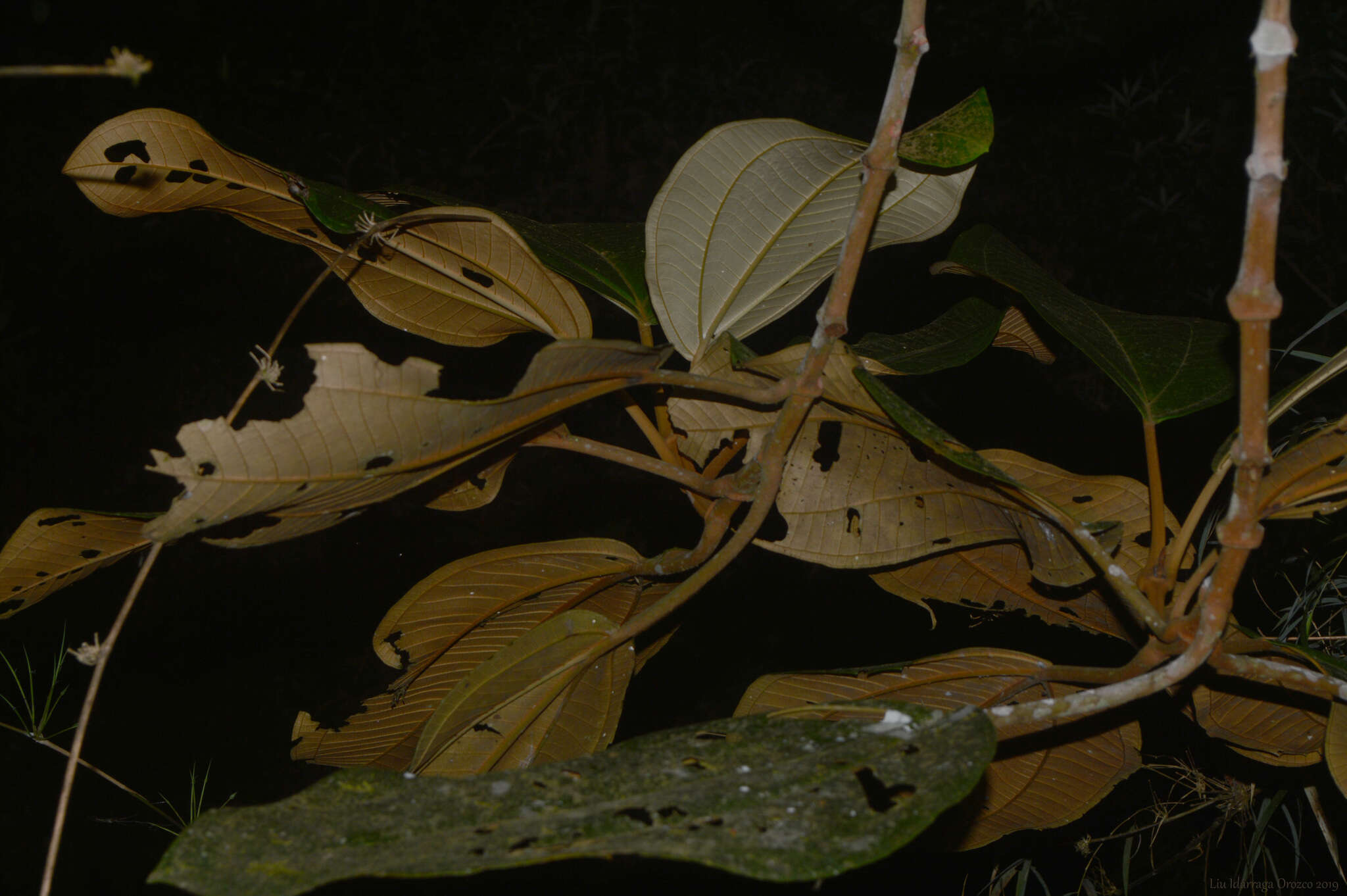 Image of Miconia formosa Cogn.