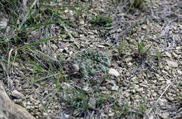 Image de Echinopsis tiegeliana (Wessner) D. R. Hunt