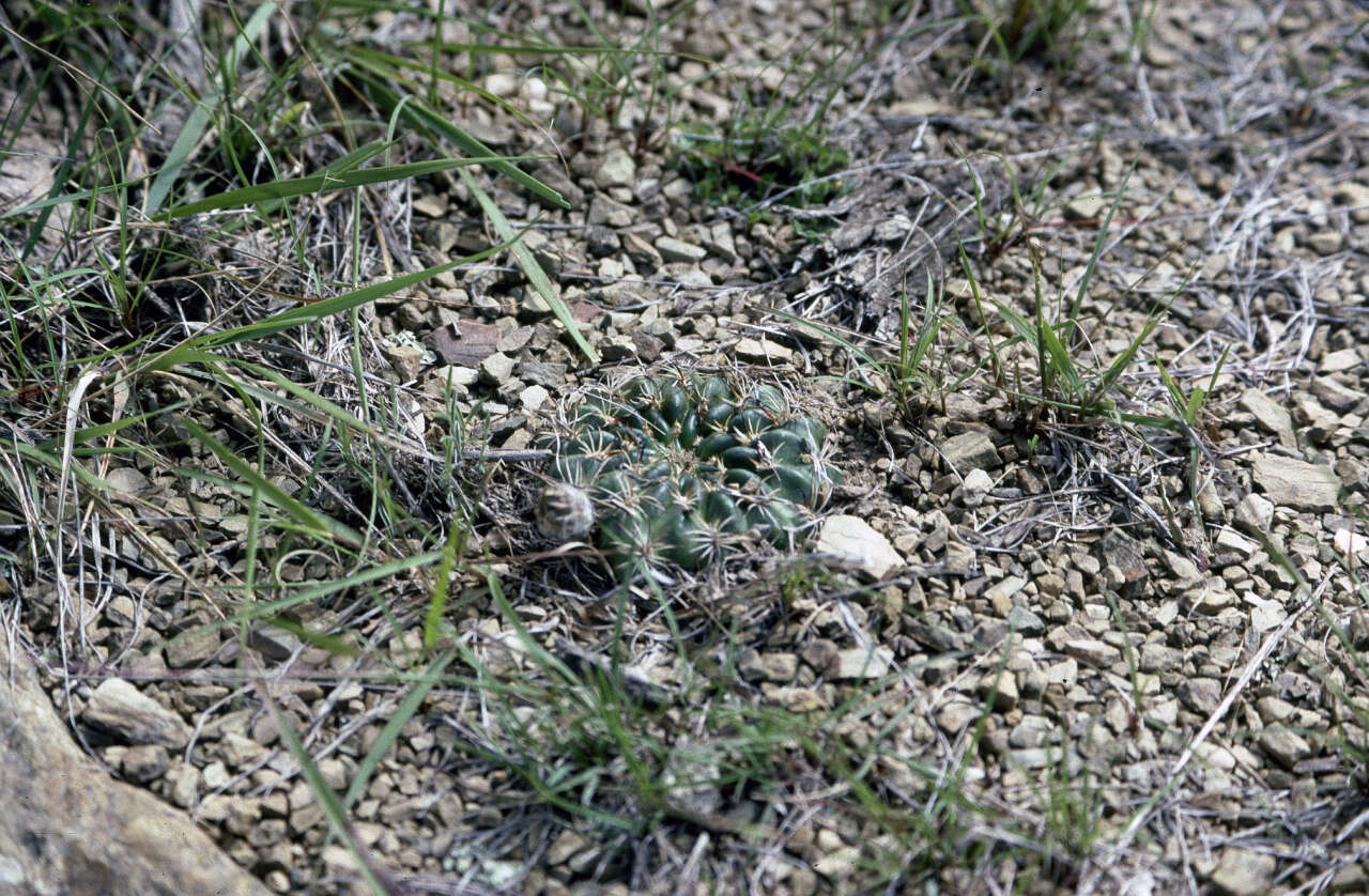 Image of Echinopsis tiegeliana (Wessner) D. R. Hunt