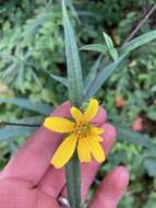 Image de Helianthus smithii C. B. Heiser