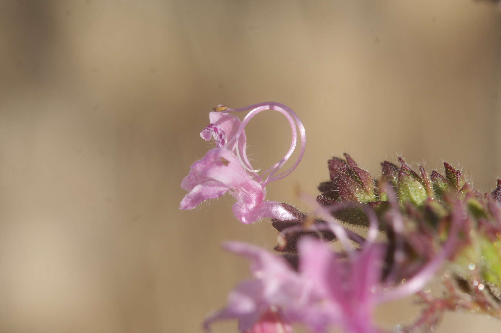 Image de Trichostema laxum A. Gray