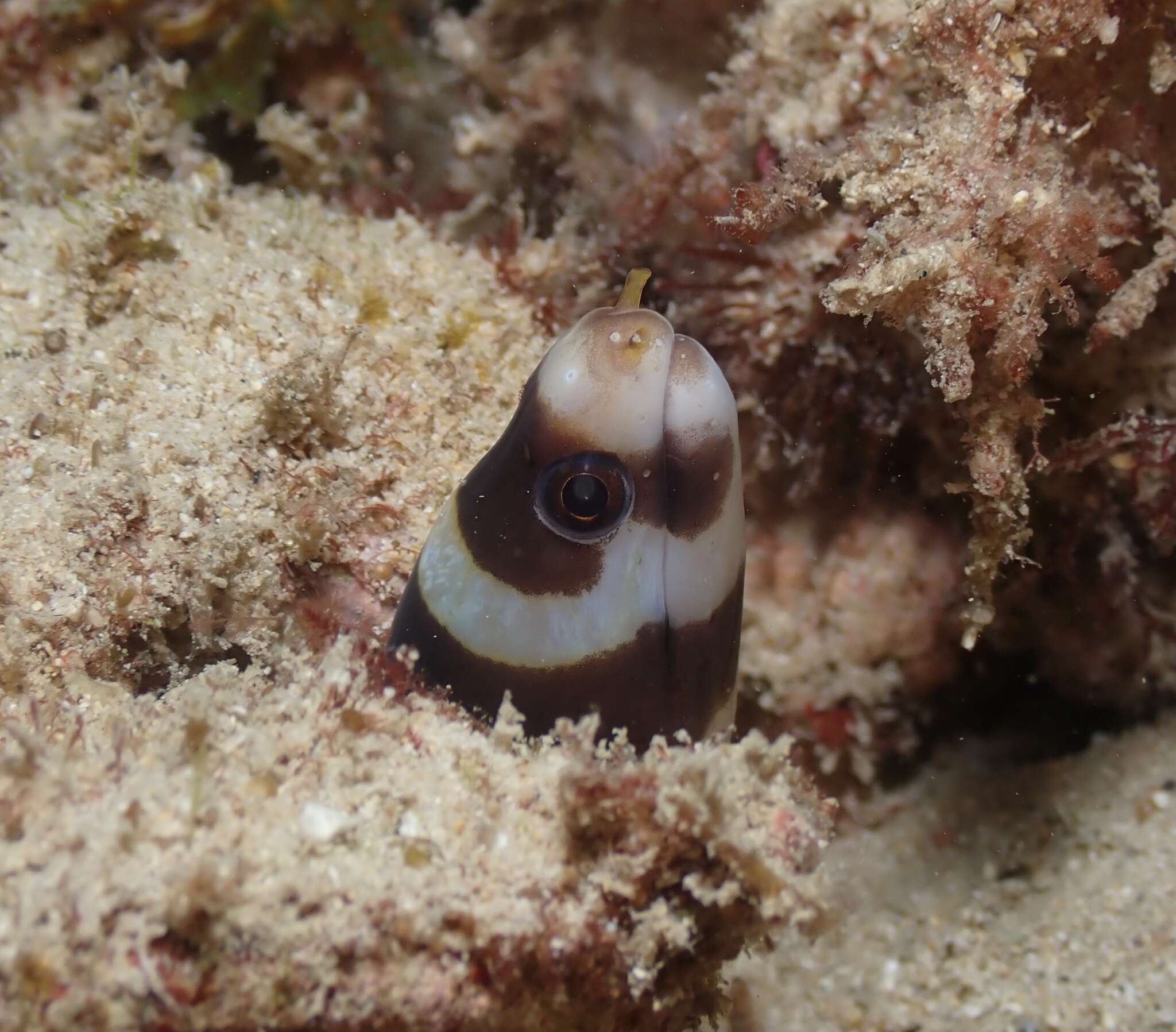 Image of Barred moray