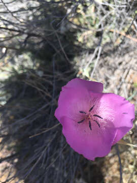 Image of splendid mariposa lily