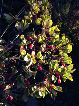 Image de Vaccinium reticulatum Sm.