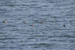 Image of Balearic Shearwater