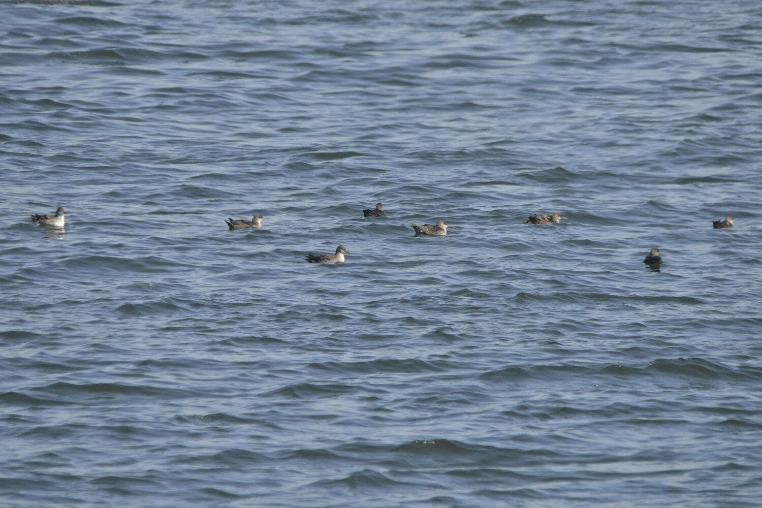 Image of Balearic Shearwater