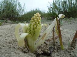 Image of Petasites spurius (Retz.) Rchb.