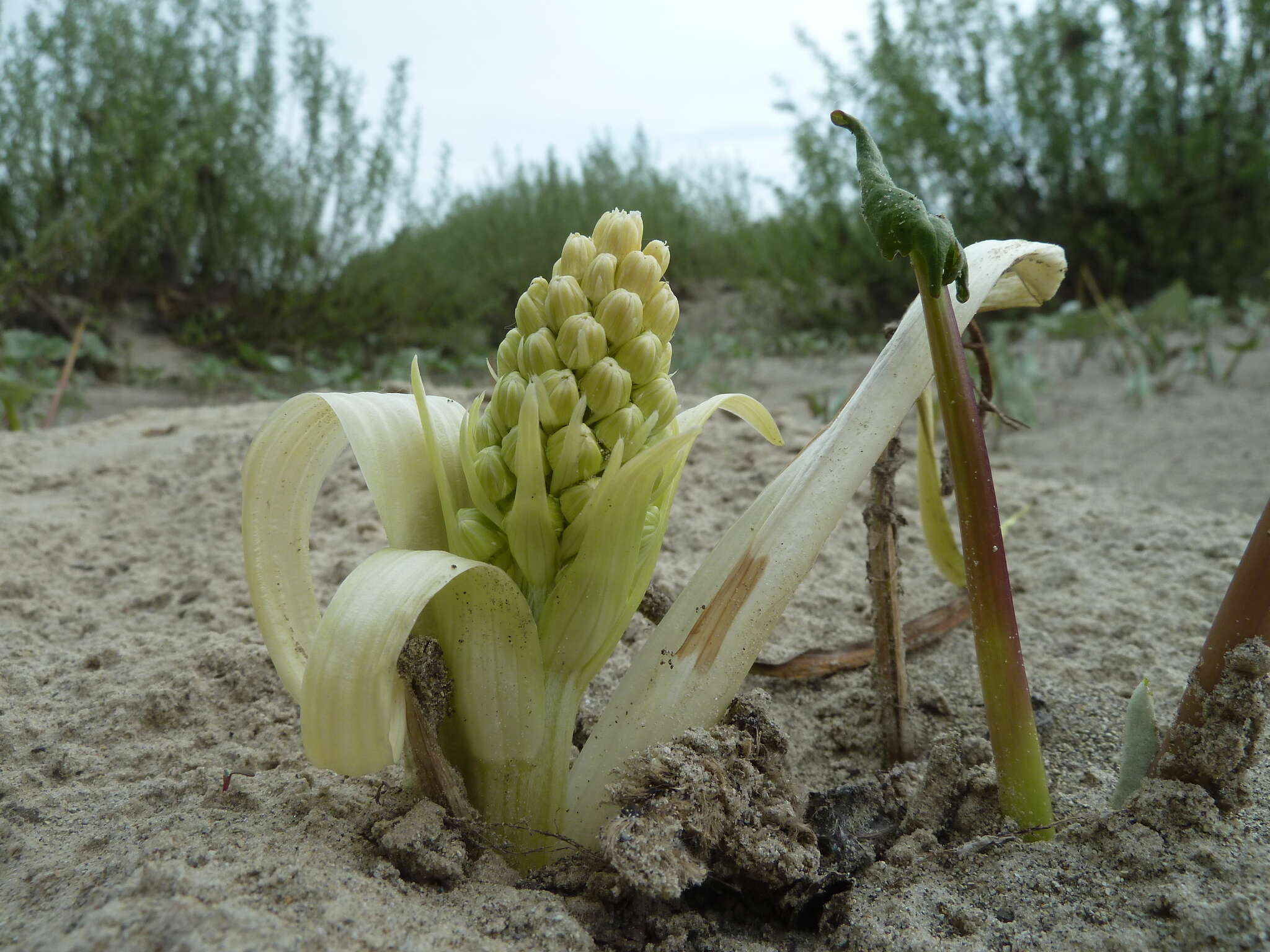 Imagem de Petasites spurius (Retz.) Rchb.