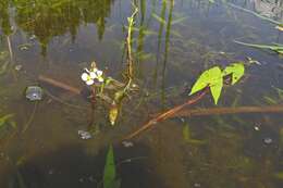 Plancia ëd Sagittaria cuneata E. Sheld.