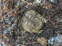 Image of Cape Rain Frog