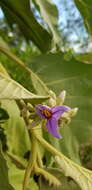 Image of Solanum mitlense Dun.