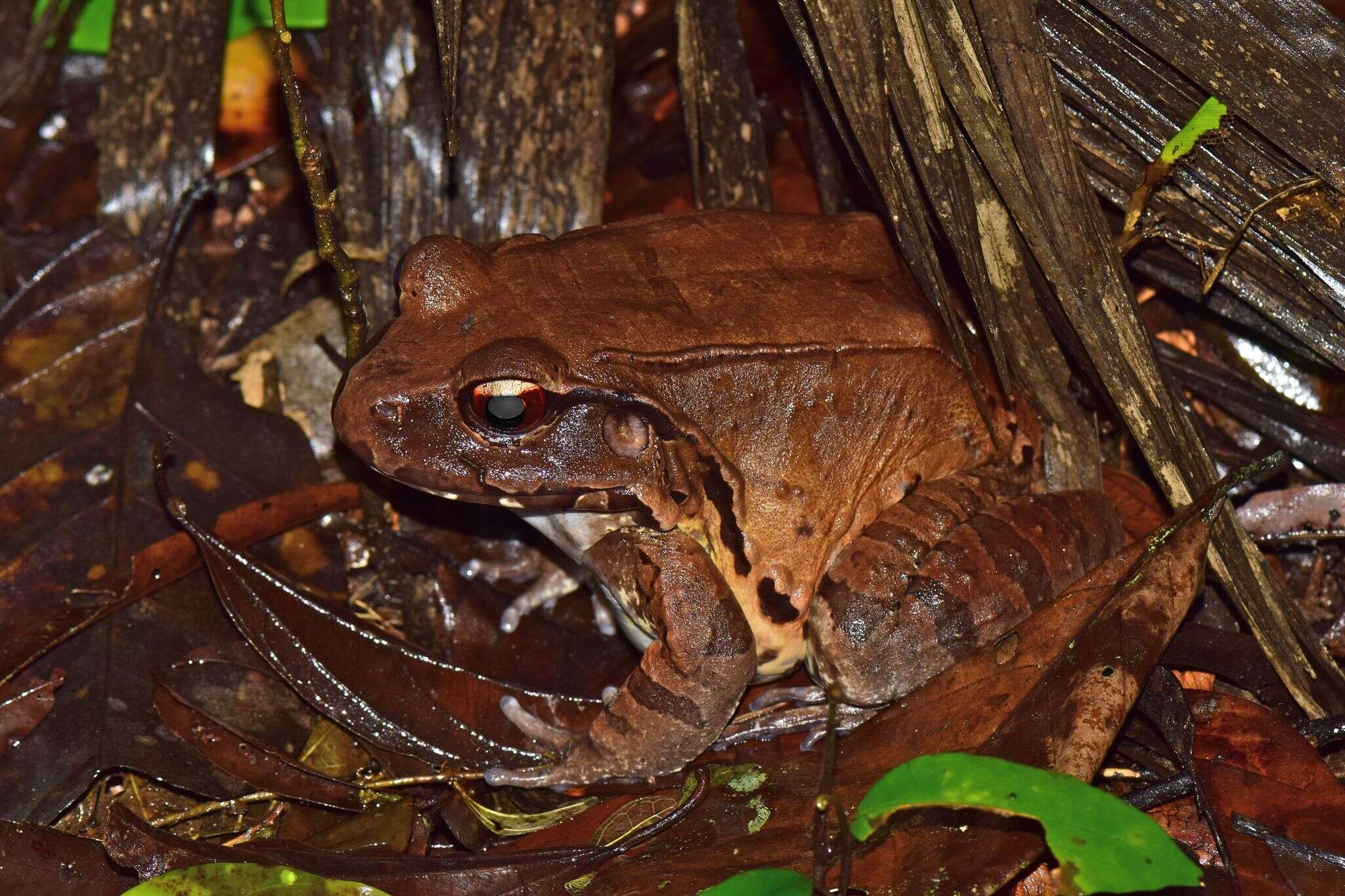 Image of Slender-fingered Bladder Frog