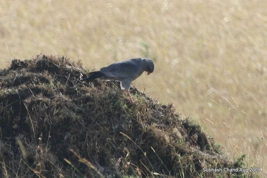 Image of Dark Chanting Goshawk