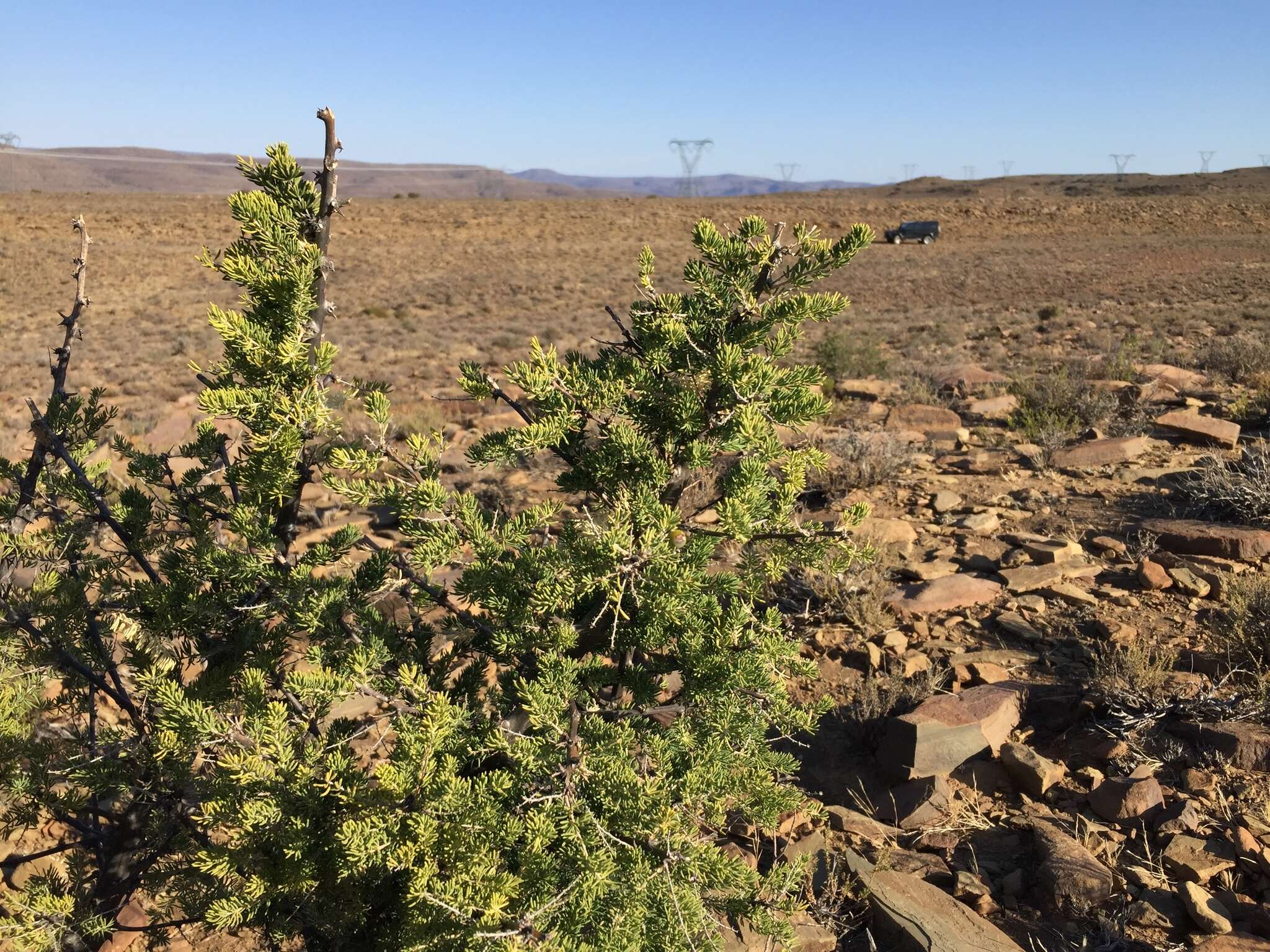 Image of Asparagus mucronatus Jessop