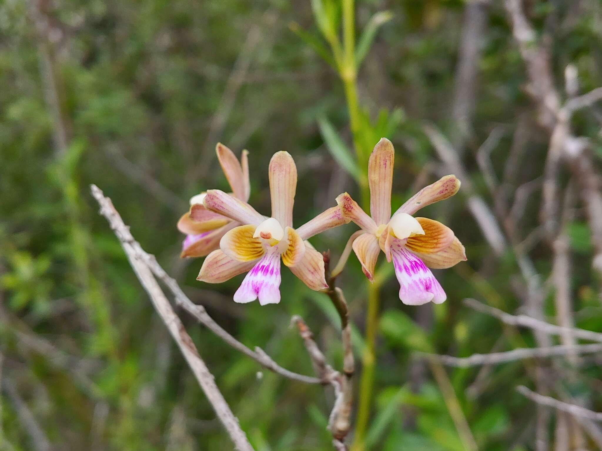 Image of Krug's peacock orchid