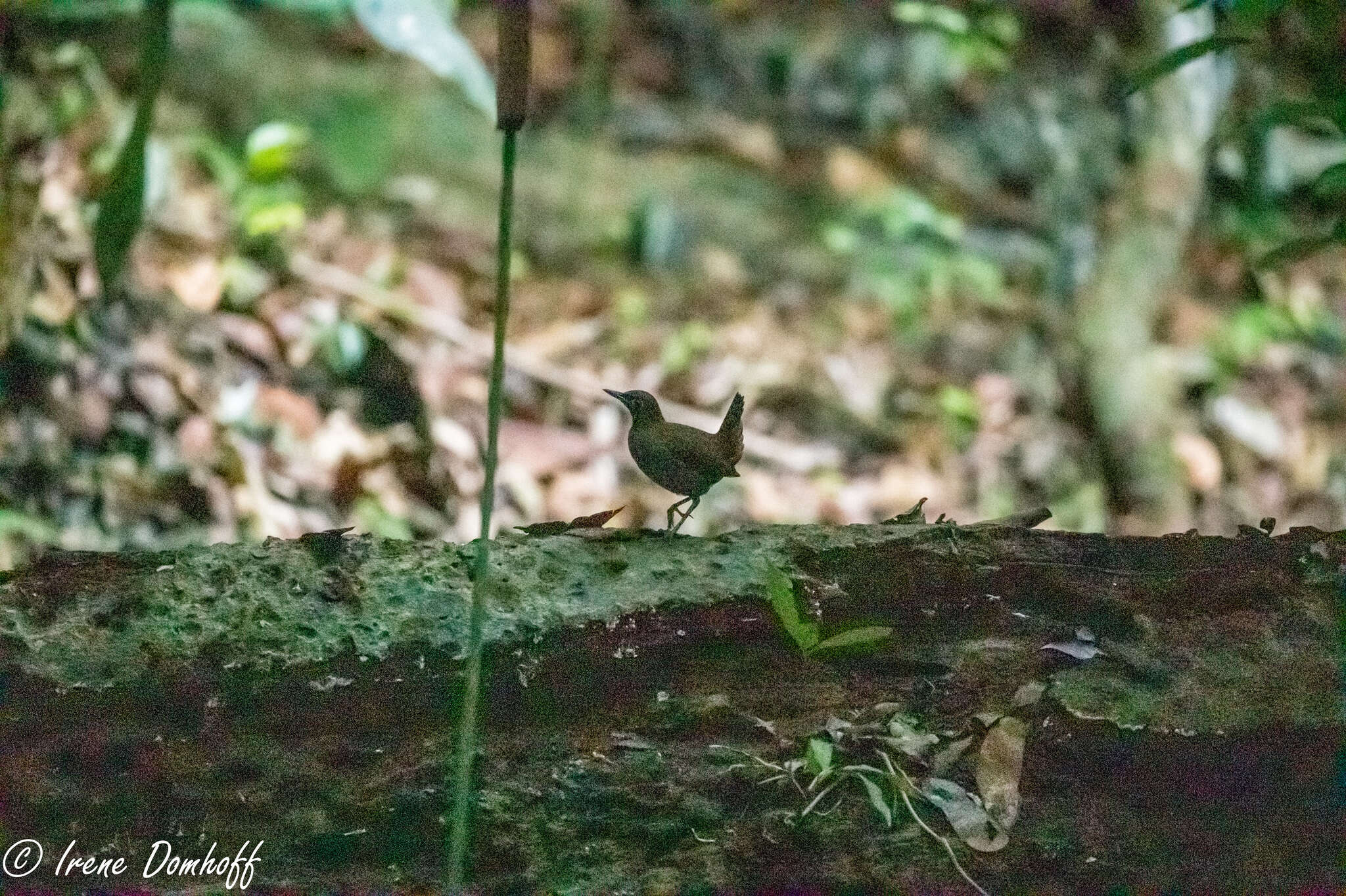 Image of Black-faced Antthrush