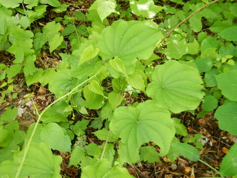 Image of wild yam