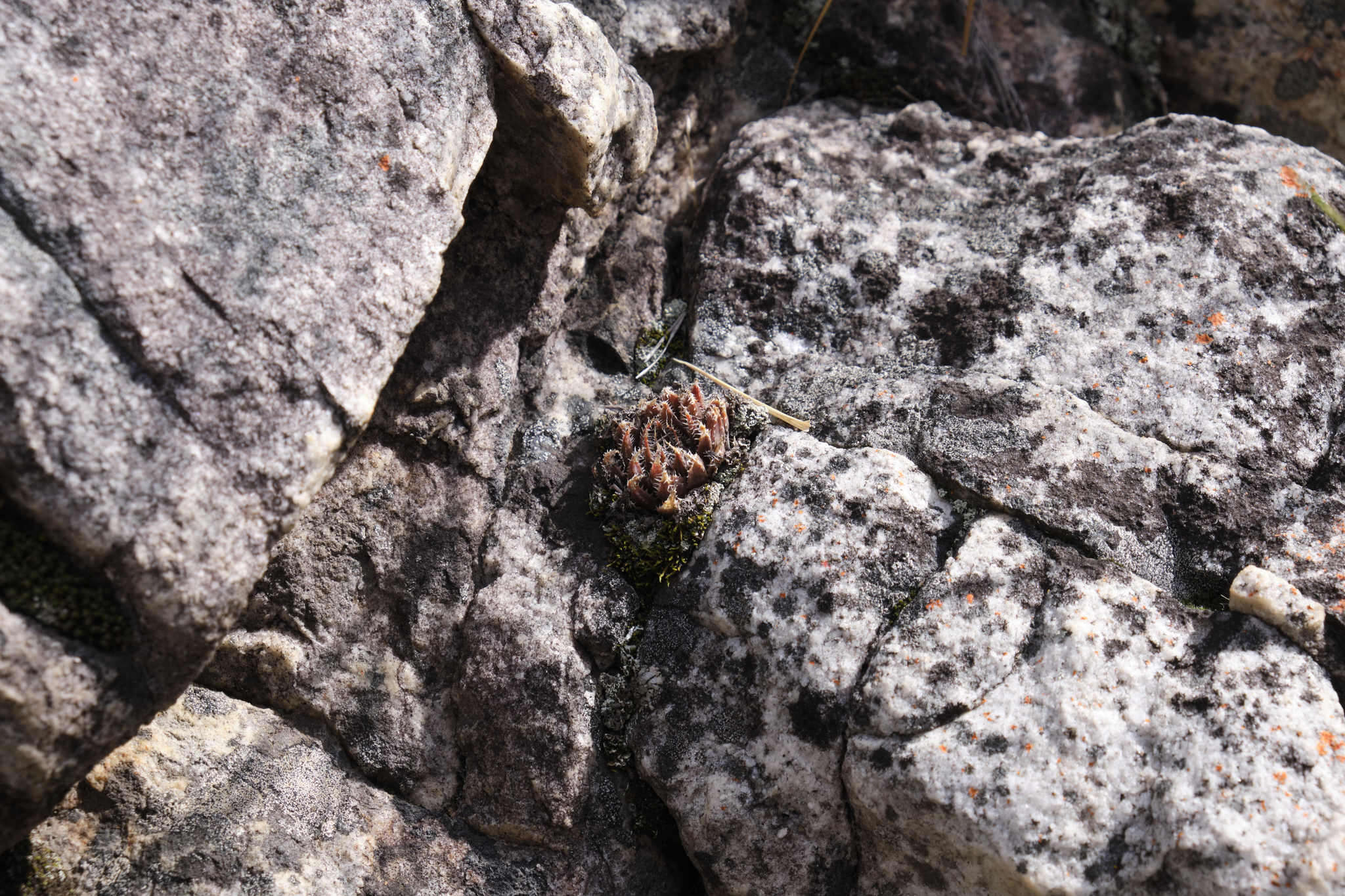 Image of Haworthia nortieri G. G. Sm.