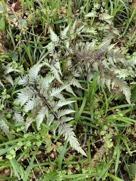 Image de Athyrium niponicum (Mett) Hance