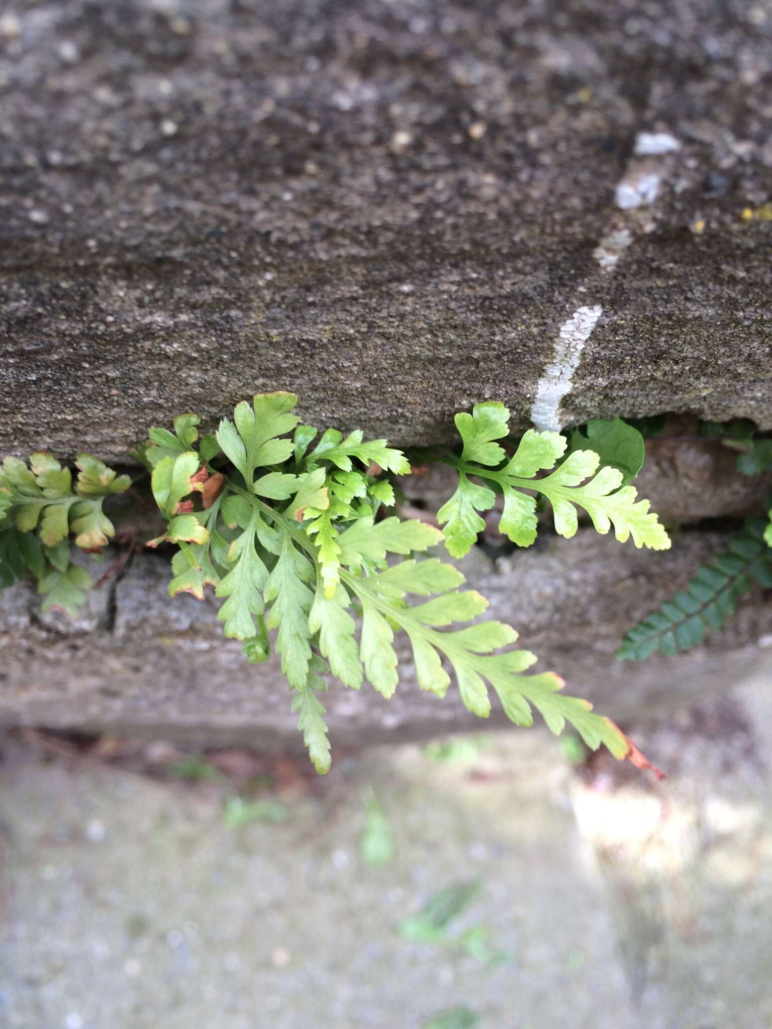 Imagem de Asplenium adiantum-nigrum L.