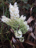 Image of Fringed False Hellebore