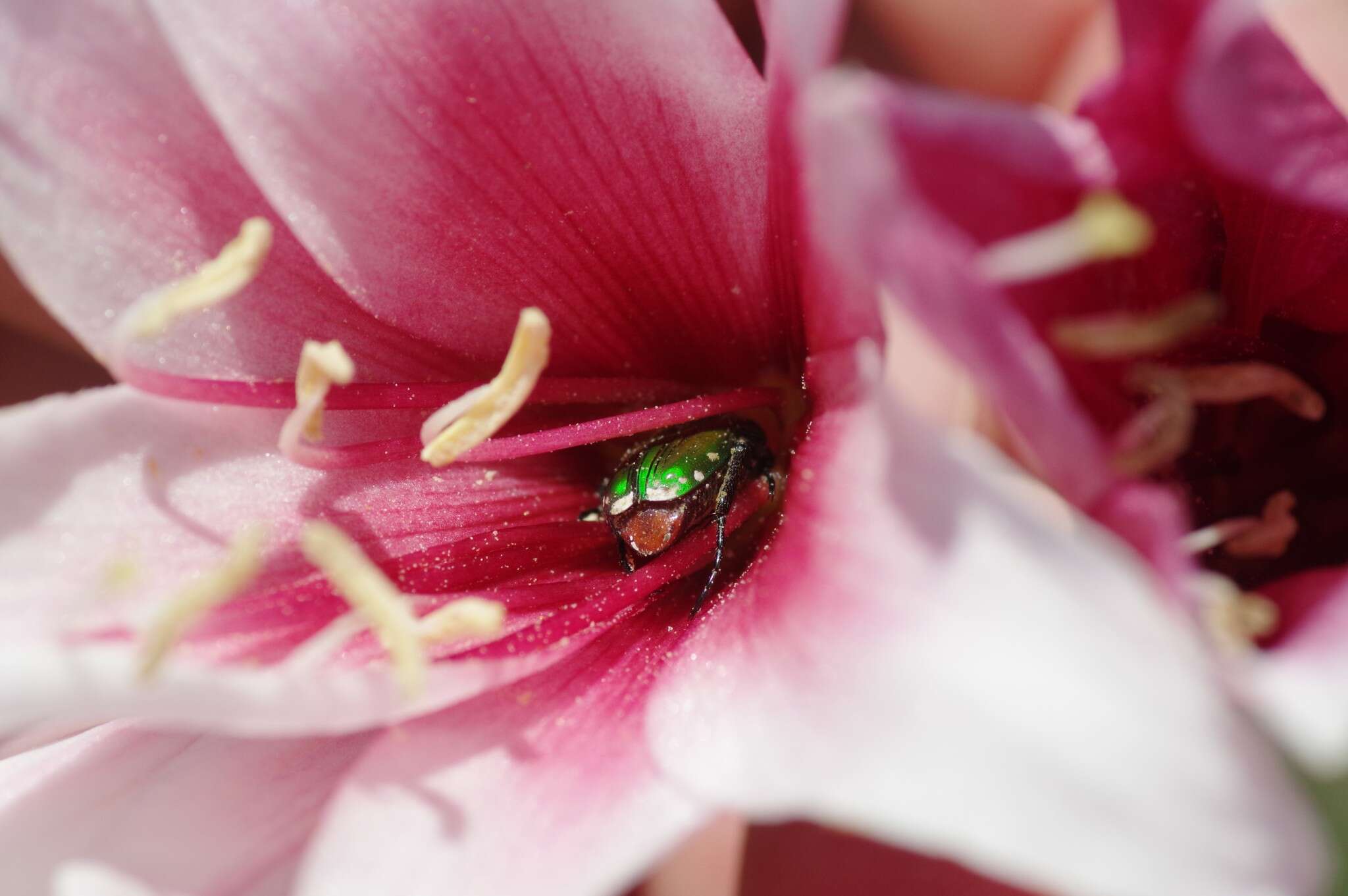 Imagem de Crinum campanulatum Herb.