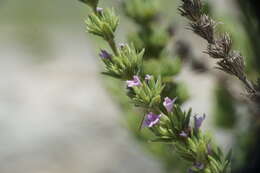 Image of Micromeria juliana (L.) Benth. ex Rchb.