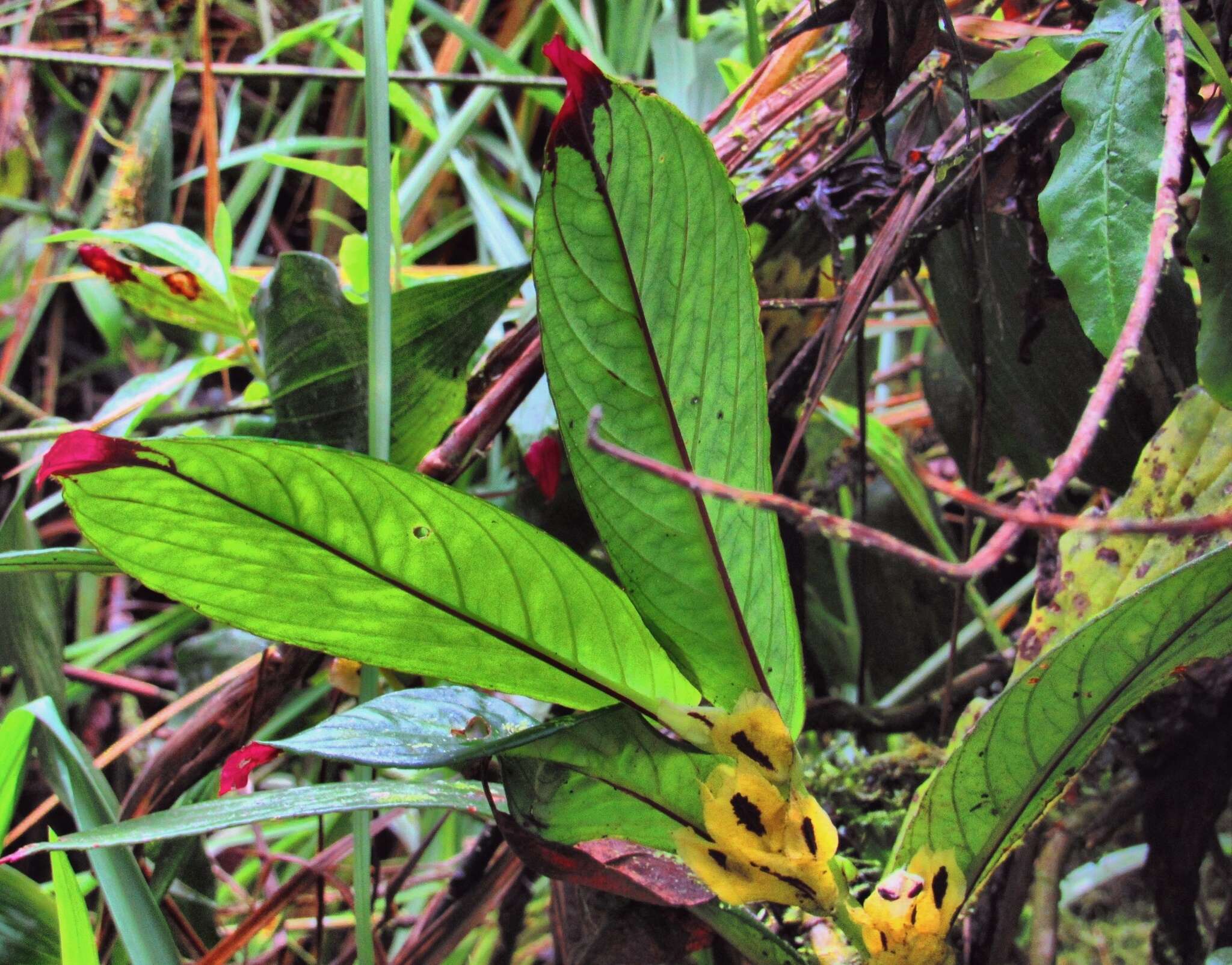 Image of Columnea picta H. Karst.