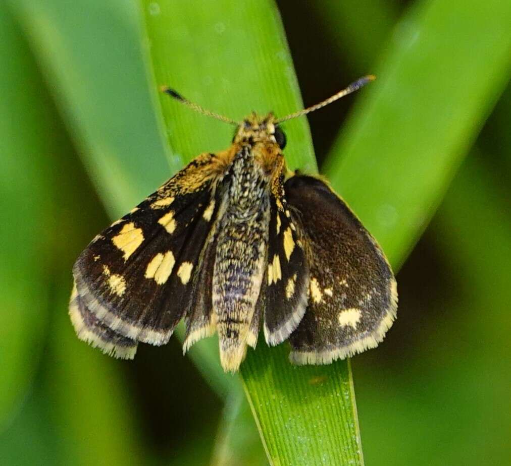 Image of Bush Hopper