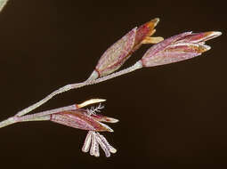 Image de Poa glauca subsp. rupicola (Nash) W. A. Weber