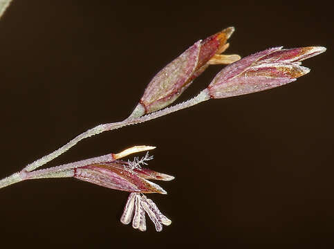 Image de Poa glauca subsp. rupicola (Nash) W. A. Weber