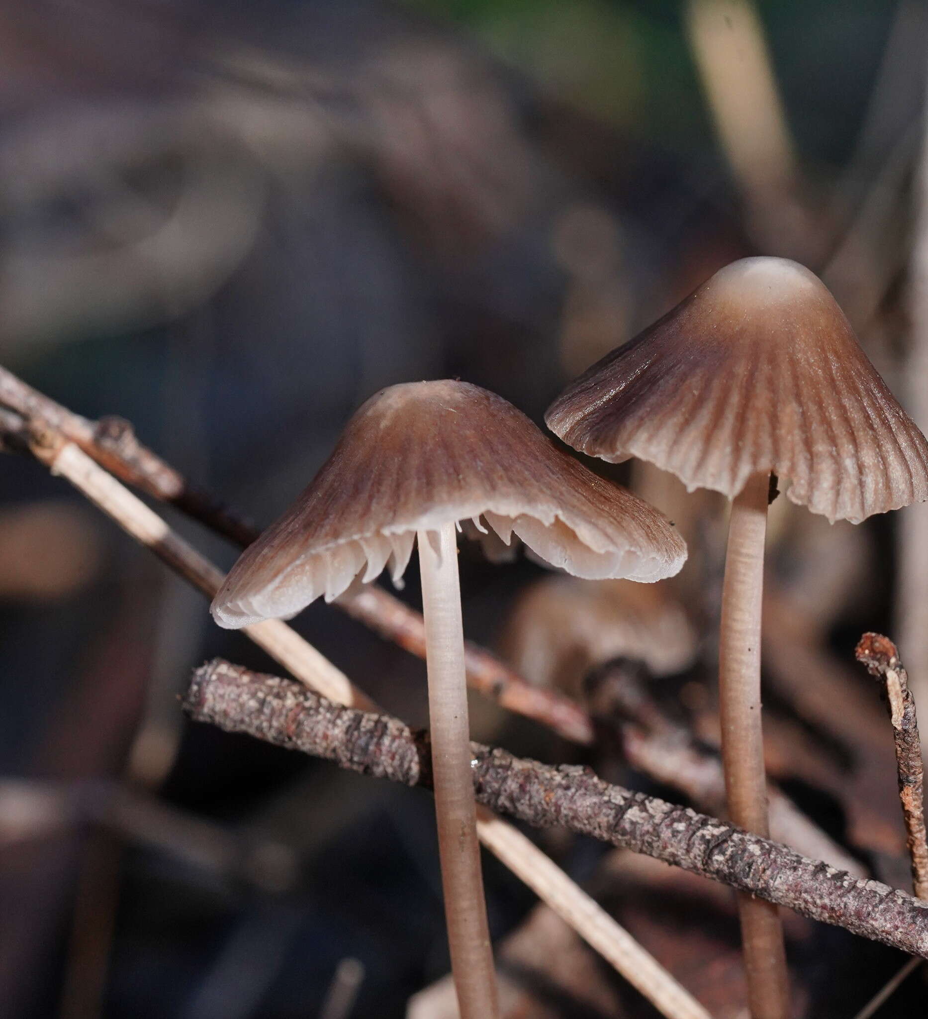 Sivun Mycena albidofusca Cleland 1933 kuva