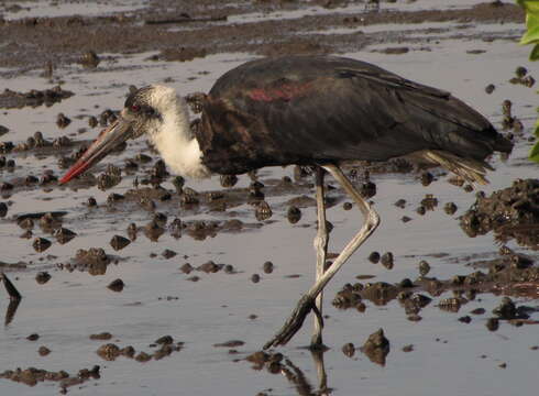 Imagem de <i>Ciconia microscelis</i>