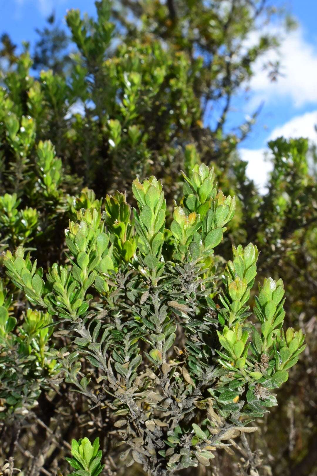 Image of Santo Domingo false willow