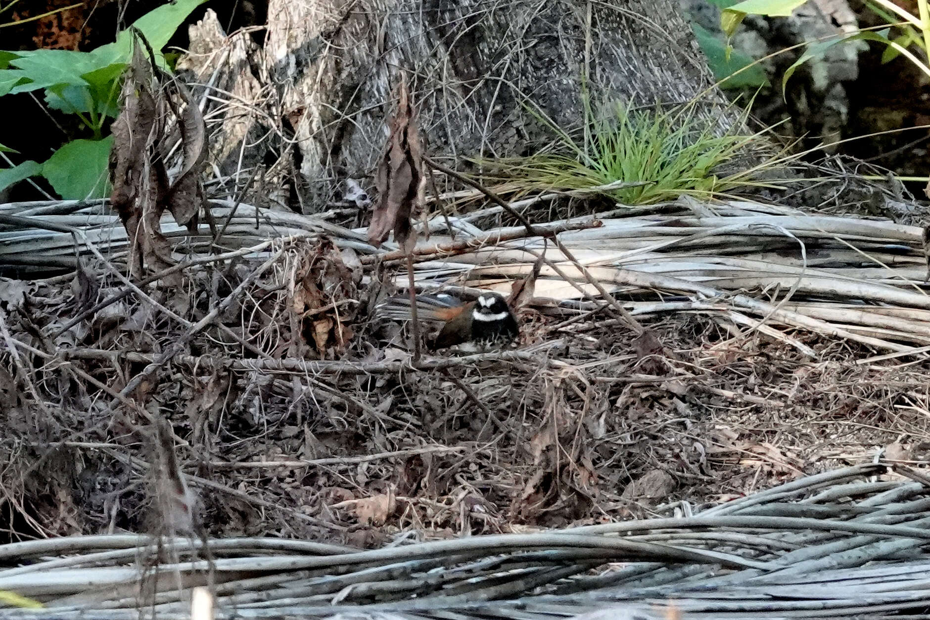 Image de Rhipidura dryas squamata Müller & S 1843